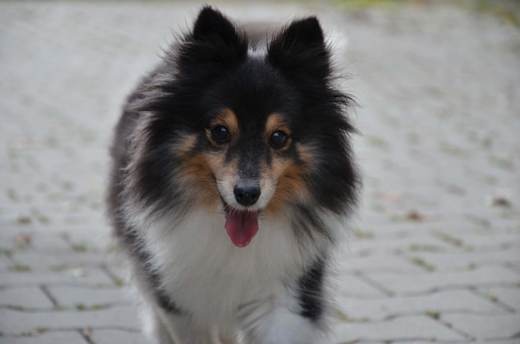 Amanda — naše sheltie a symbol PetCare